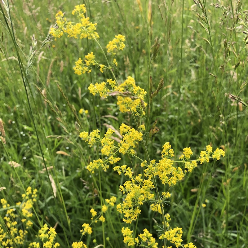 Galium verum