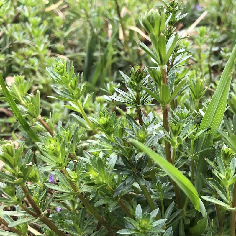 Galium mollugo