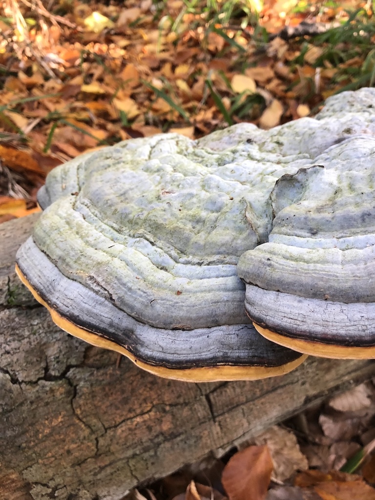 Fomitopsis pinicula