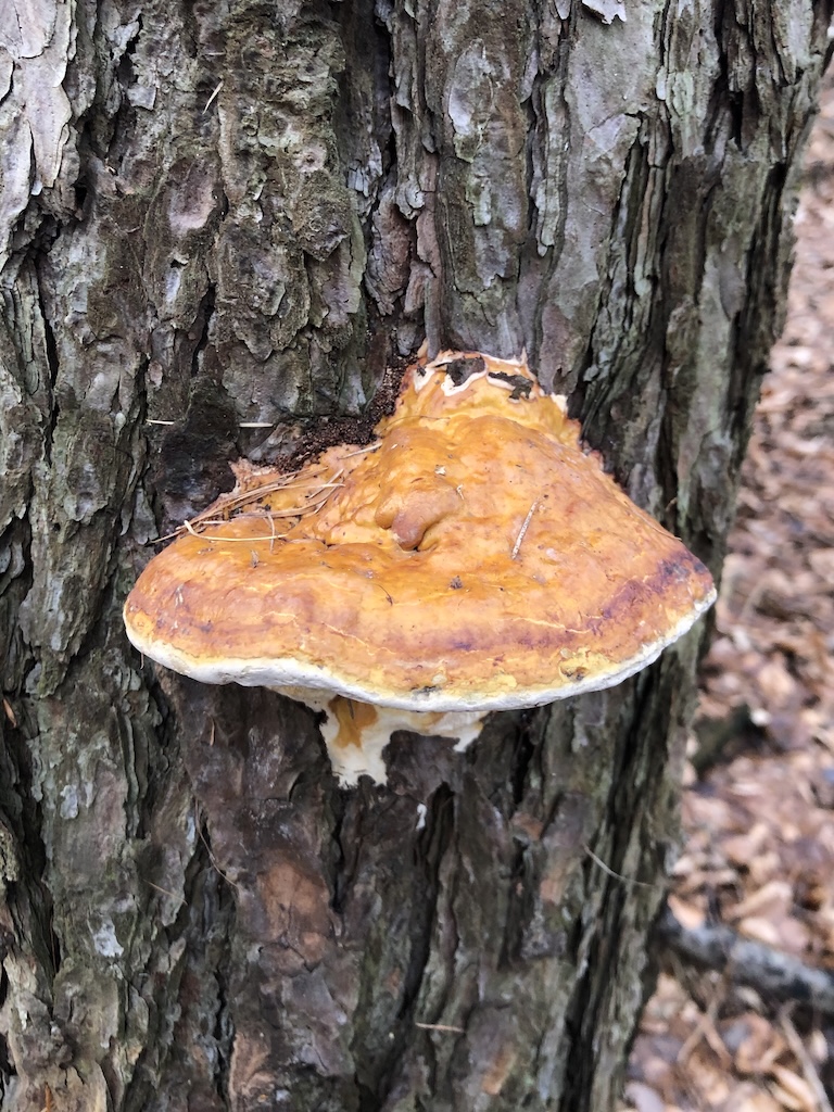 Fomitopsis pinicula