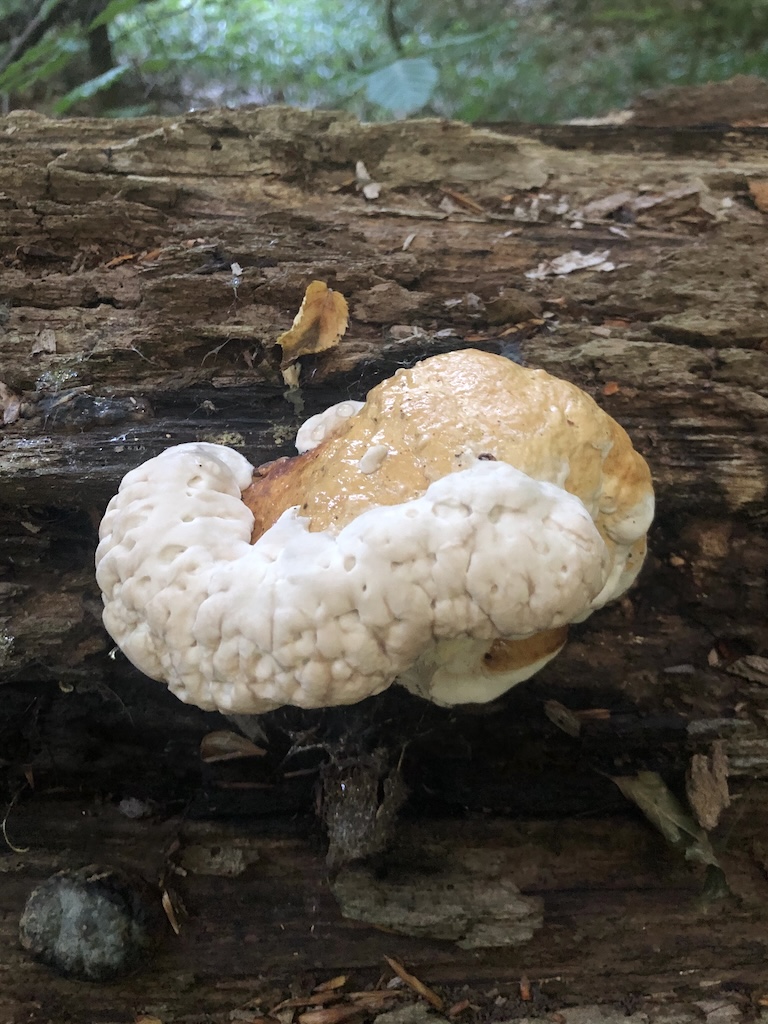 Fomitopsis pinicula