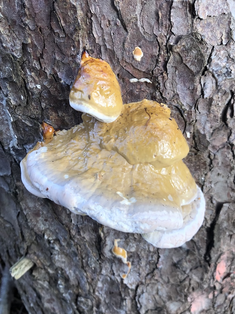 Fomitopsis pinicula