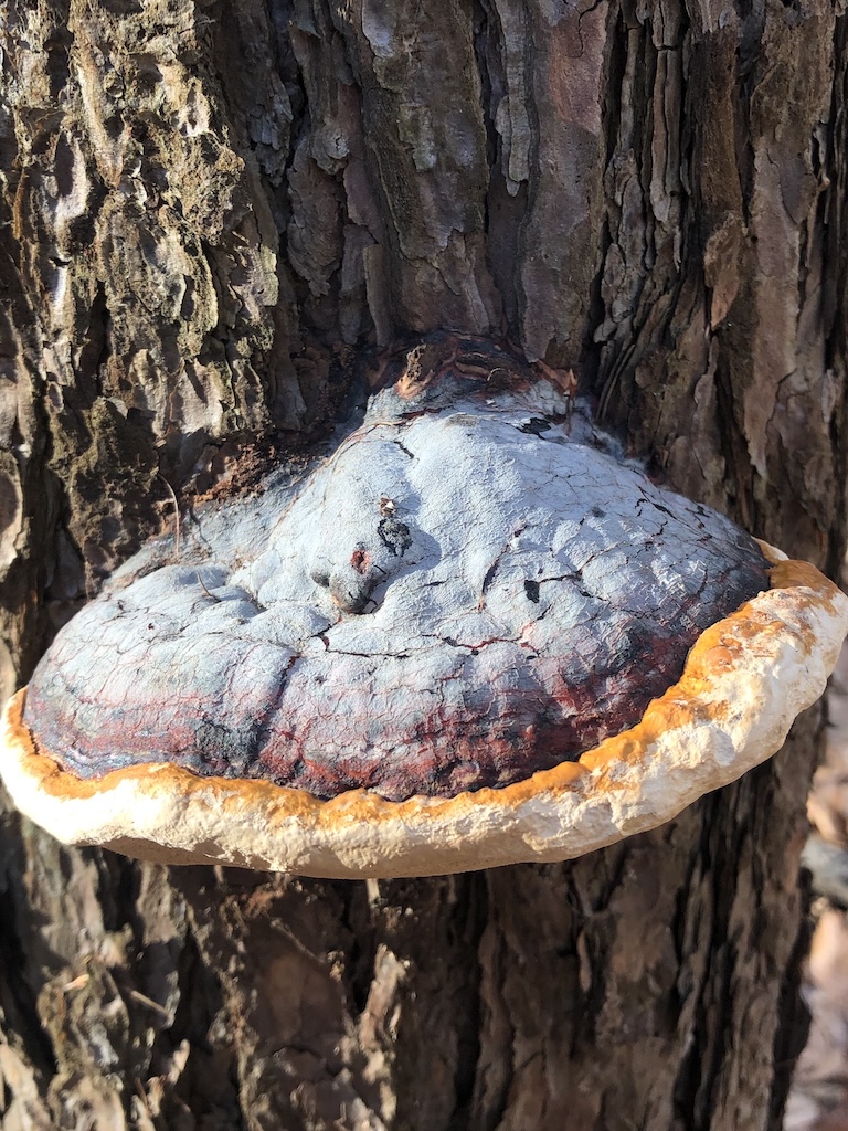 Fomitopsis pinicula